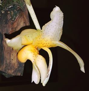 Stanhopea saccata