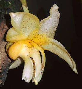 Stanhopea saccata