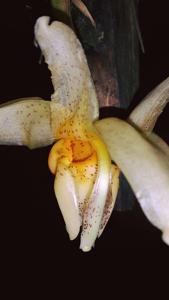 Stanhopea saccata