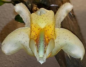 Stanhopea saccata