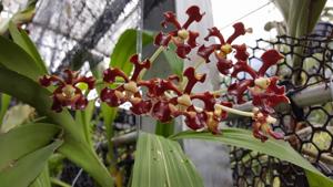 Vanda merrillii