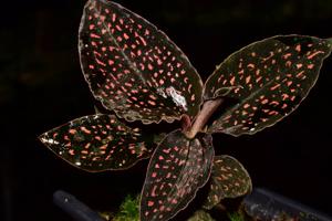 Microchilus tridax