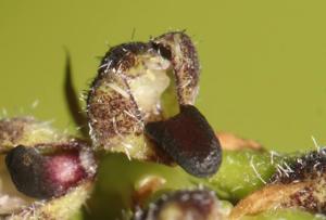Bulbophyllum lemniscatoides