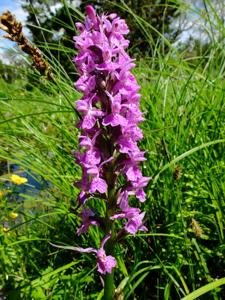 Dactylorhiza maculata