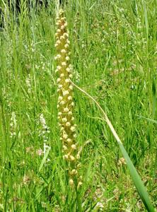 Orchis anthropophora