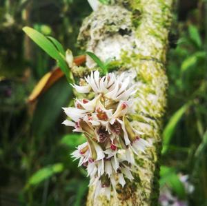 Dendrobium peguanum