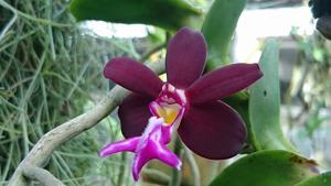 Trichoglottis atropurpurea