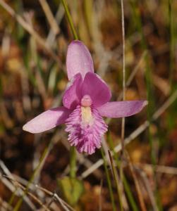 Pogonia ophioglossoides