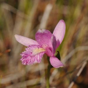 Pogonia ophioglossoides