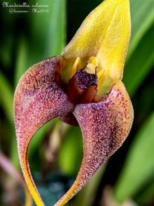 Masdevallia colossus