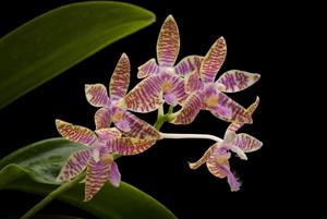 Phalaenopsis hieroglyphica