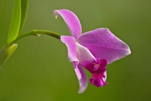 Cattleya pumila