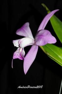 Laelia speciosa