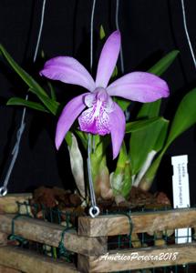 Laelia speciosa