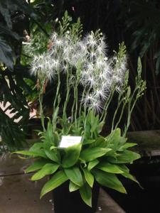 Habenaria medusa