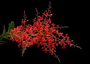 Renanthera philippinensis