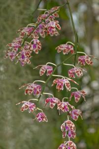 Phalaenopsis mariae