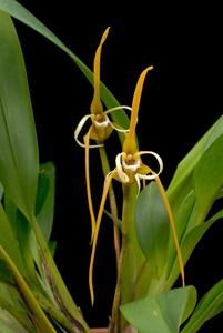 Maxillaria fractiflexa