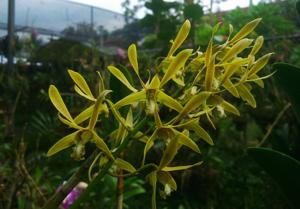 Dendrobium mirbelianum