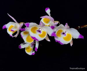 Dendrobium devonianum