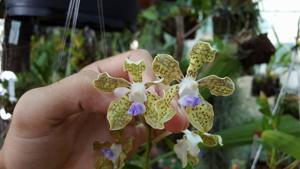 Vanda tessellata