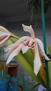 Cattleya iricolor