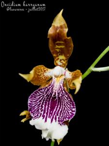 Oncidium harryanum