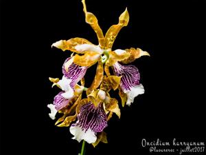 Oncidium harryanum