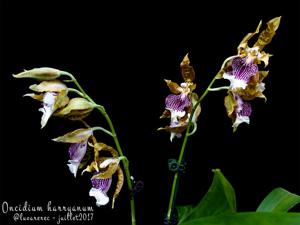 Oncidium harryanum