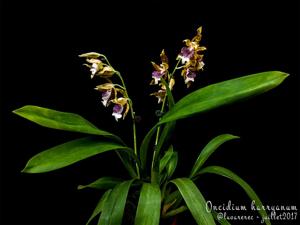 Oncidium harryanum