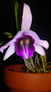 Cattleya bicalhoi