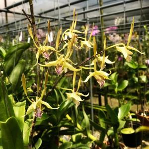 Dendrobium bicaudatum