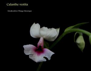 Calanthe vestita var. rubra-oculta