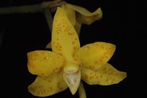Dimorphorchis lowii