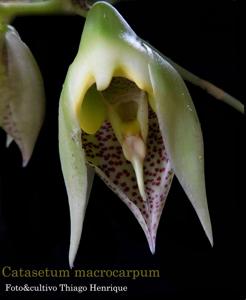 Catasetum macrocarpum