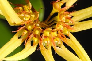 Bulbophyllum makoyanum