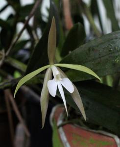 Epidendrum nocturnum