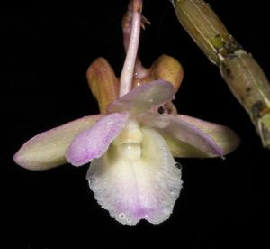 Dendrobium cumulatum