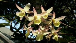 Dendrobium aphyllum