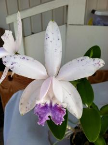 Cattleya intermedia