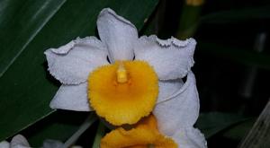 Dendrobium thyrsiflorum