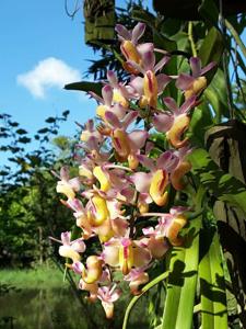 Aerides odorata