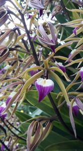 Prosthechea brassavolae