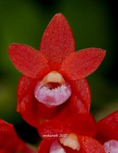 Dendrobium lawesii