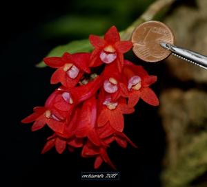 Dendrobium lawesii