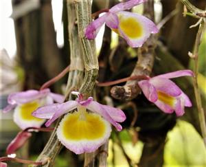 Dendrobium polyanthum