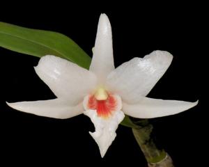 Dendrobium draconis