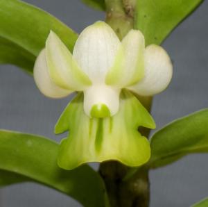 Dendrobium ellipsophyllum