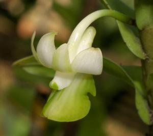 Dendrobium ellipsophyllum