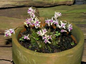 Dendrobium elliottianum